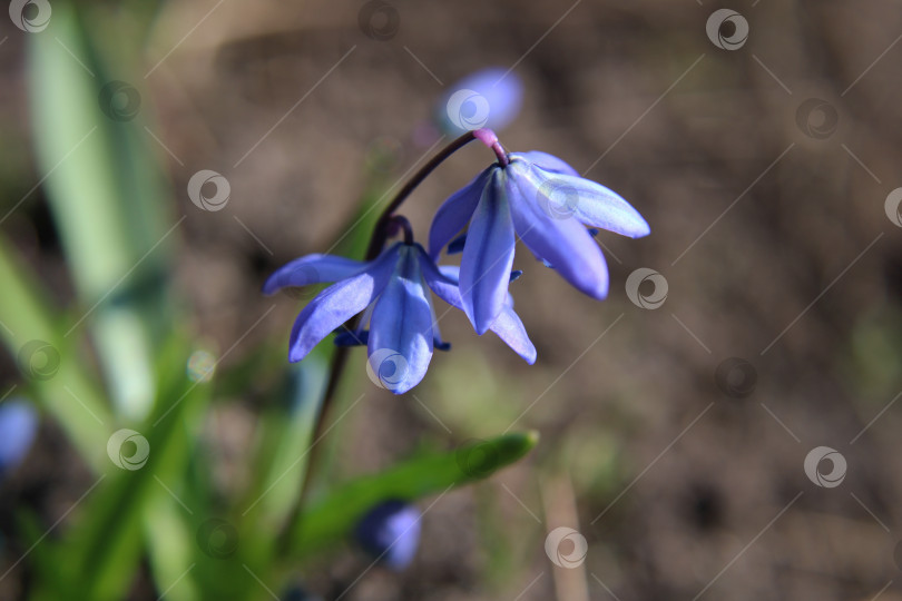 Скачать Скилла сибирская (Scilla siberica). Цветок собачьего меркурия. Красивый весенний цветок голубого цвета. фотосток Ozero