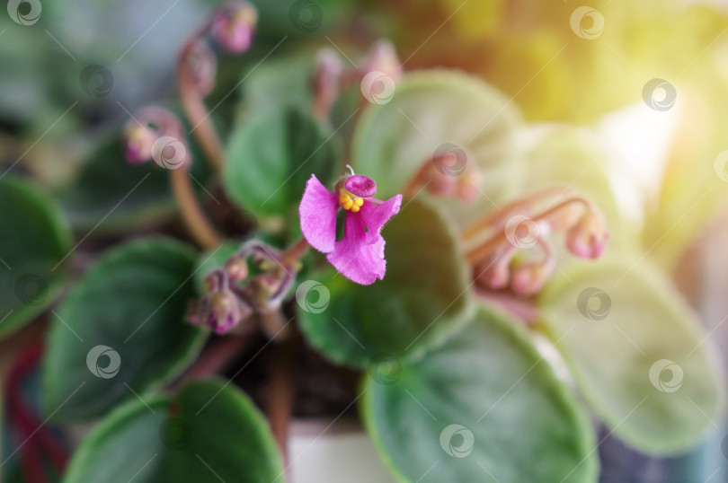 Скачать Цветение розовой фиалки с необычными лепестками с названием Оса фотосток Ozero