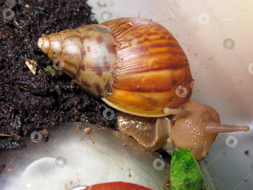 Скачать Домашняя большая улитка ахатина или Achatina Fulica ест зеленый огурец фотосток Ozero
