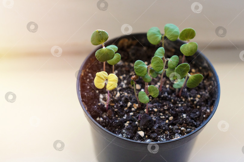 Скачать Ростки эвкалипта из семян фотосток Ozero