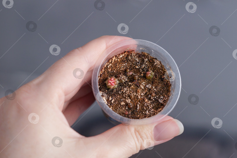 Скачать Разноцветные кактусы Гимнокалициум Gymnocalycium Variegata из семян в женской руке фотосток Ozero