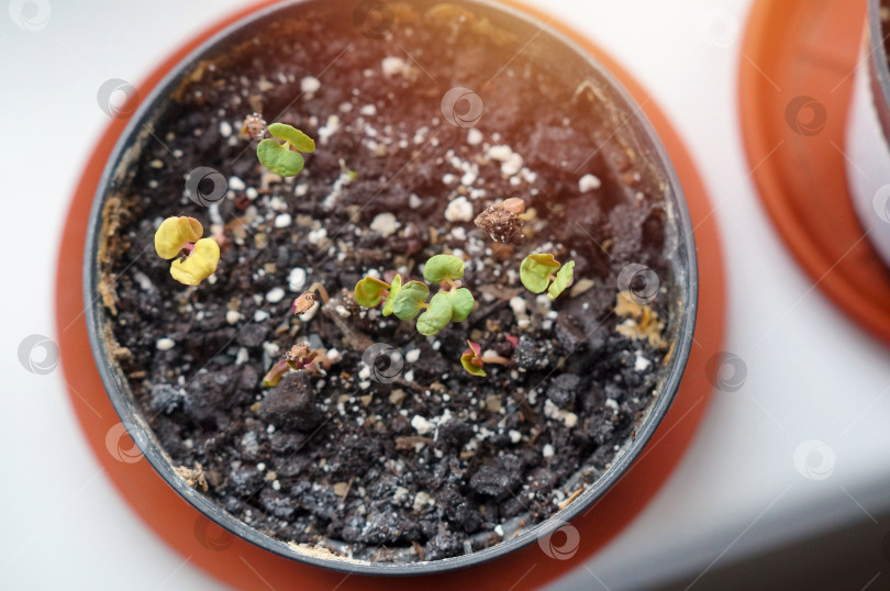 Скачать Прорастание эвкалипта из семян фотосток Ozero