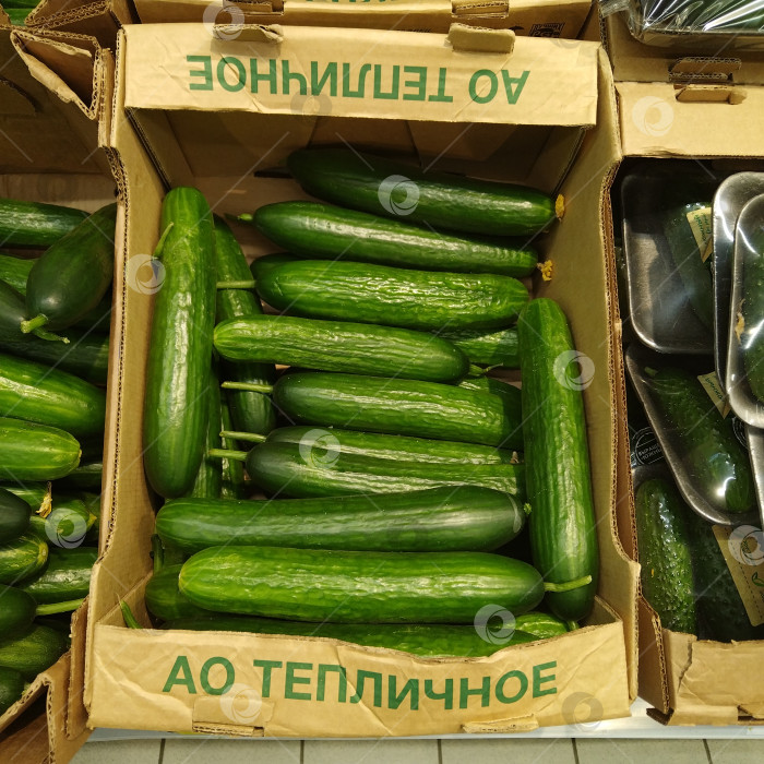 Скачать Отдел огурцов в магазине "Магнит". фотосток Ozero