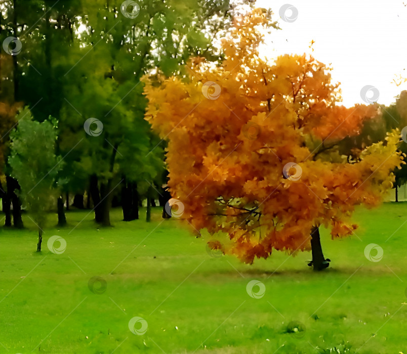 Скачать Дерево фотосток Ozero