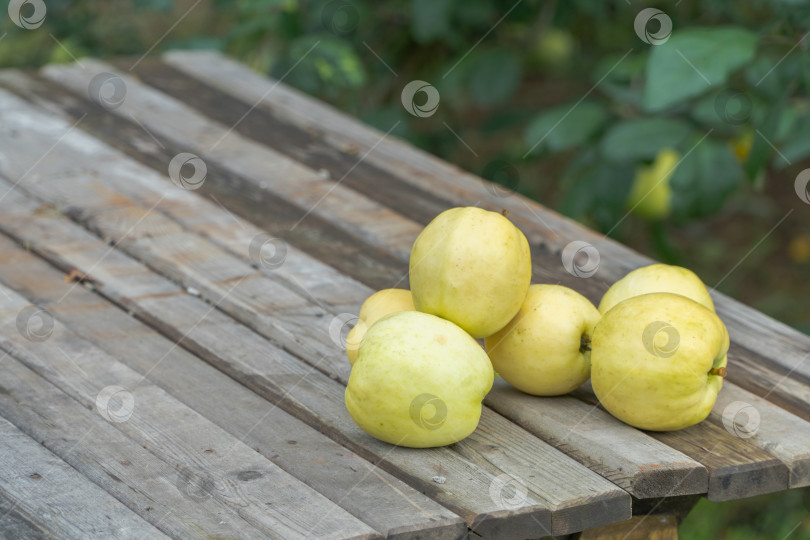 Скачать яблоки в саду фотосток Ozero