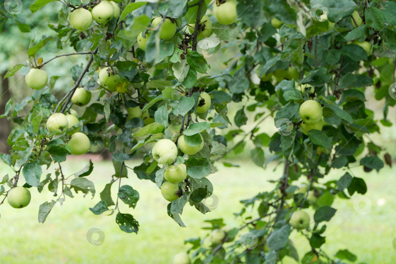 Скачать спелые яблоки на ветке фотосток Ozero