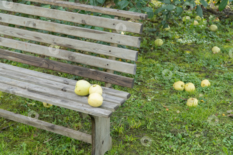 Скачать яблоки на земле в саду фотосток Ozero