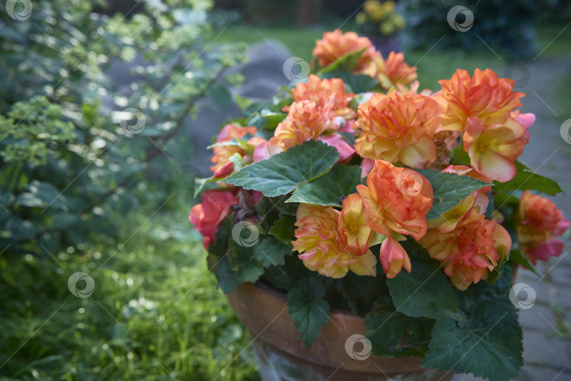 Скачать Бегония Элатиор (Begonia x hiemalis) с красными и розовыми цветами. Сорт sunset. Цветущее растение семейства бегониевых. Гибридная бегония с эффектными махровыми цветками фотосток Ozero