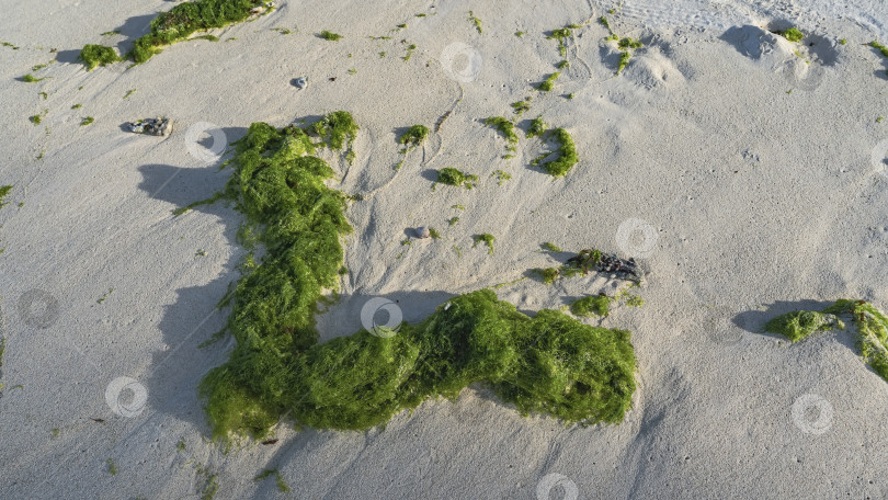 Скачать Пучки зеленых водорослей выбрасываются из океана на песок. фотосток Ozero