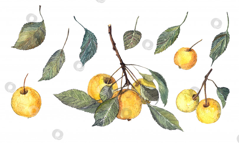 Скачать Акварелью от руки нарисованы изолированные элементы на белом фоне: желтые яблоки, яблоневые ветви и листья фотосток Ozero