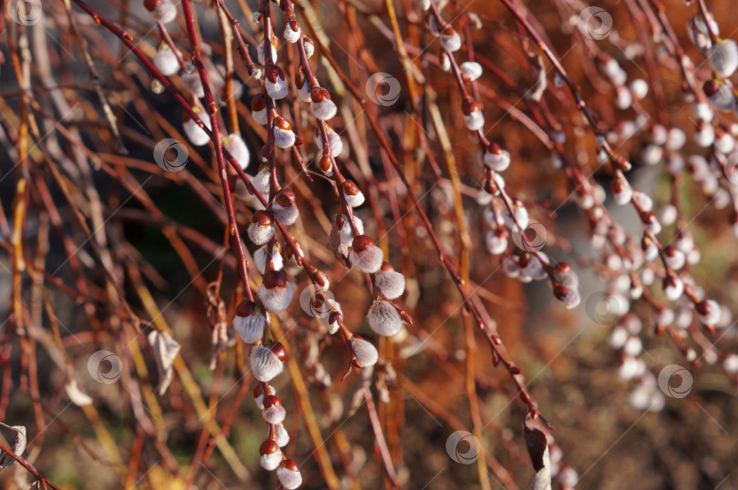 Скачать Весенние пушистые почки Козьей ивы (Salix caprea) фотосток Ozero