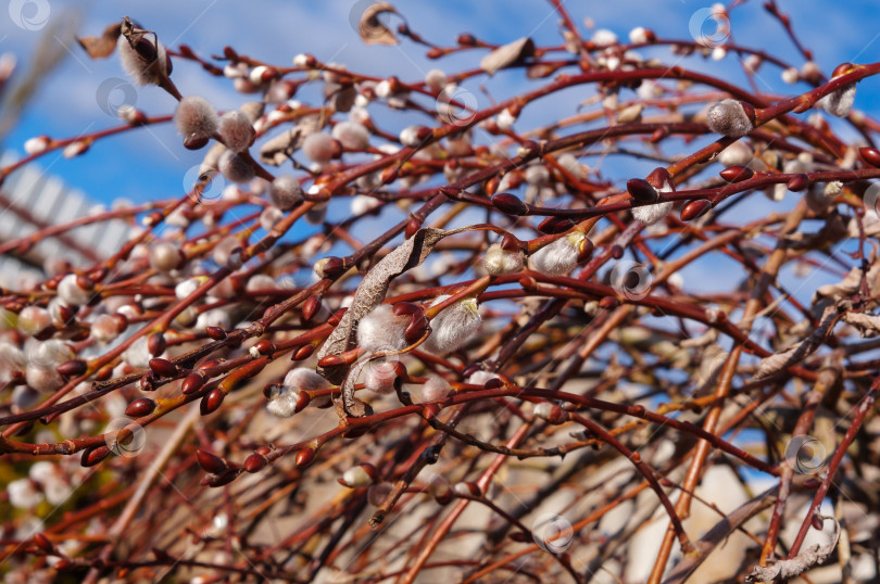 Скачать Пушистые почки Козьей ивы (Salix caprea) на фоне голубого весеннего неба фотосток Ozero