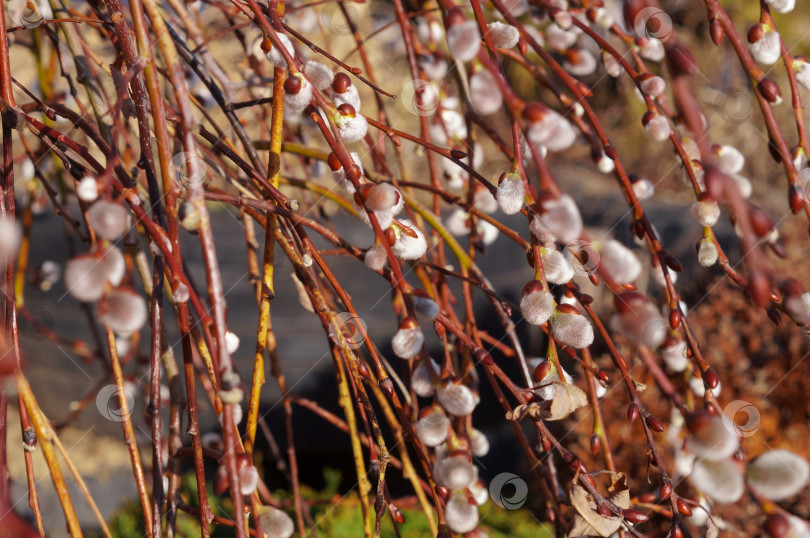 Скачать Много пушистых почек Козьей ивы (Salix caprea) фотосток Ozero