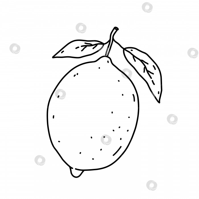 Скачать Лимон с листьями, выделенными на белом фоне. Цитрусовый фрукт. Векторная рисованная иллюстрация в стиле каракули. Идеально подходит для открыток, логотипов, украшений, рецептов, различных дизайнов. фотосток Ozero