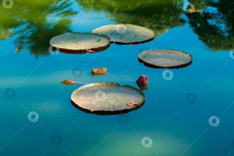 Скачать Листья кувшинок Victoria amazonica с распускающимся бутоном на отражающей голубой поверхности пруда фотосток Ozero