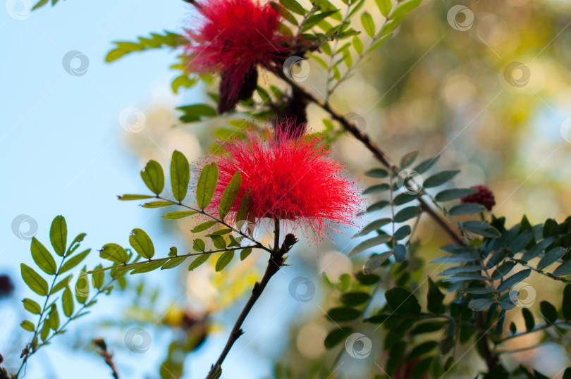 Скачать Ярко-красный цветок Calliandra haematocephala с нежными перистыми лепестками в цвету фотосток Ozero