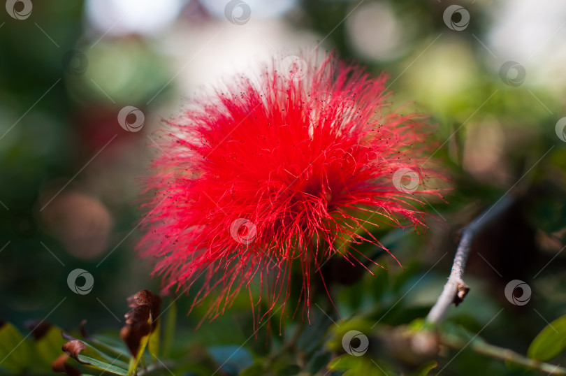 Скачать Ярко-красный цветок Calliandra haematocephala с нежными перистыми лепестками в мягком обрамлении фотосток Ozero