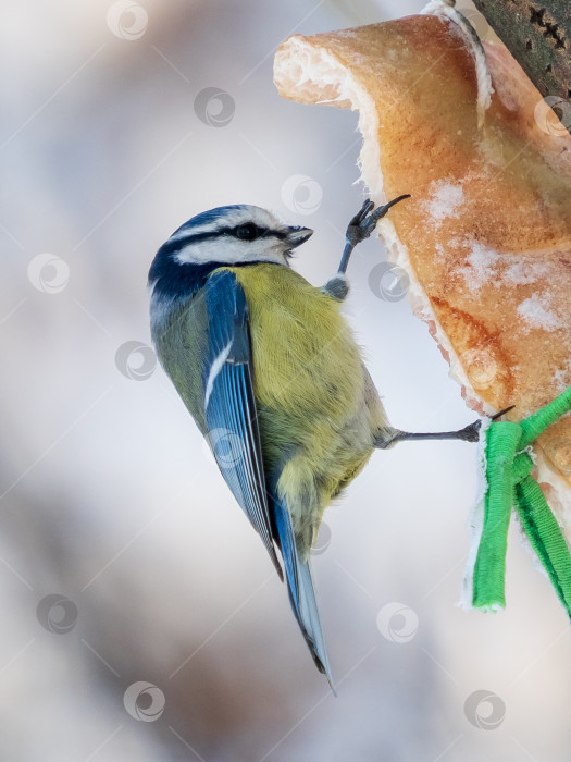 Скачать Синяя синица или Cyanistes caeruleus крупным планом фотосток Ozero