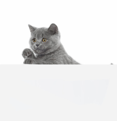 [object Object] undefined
