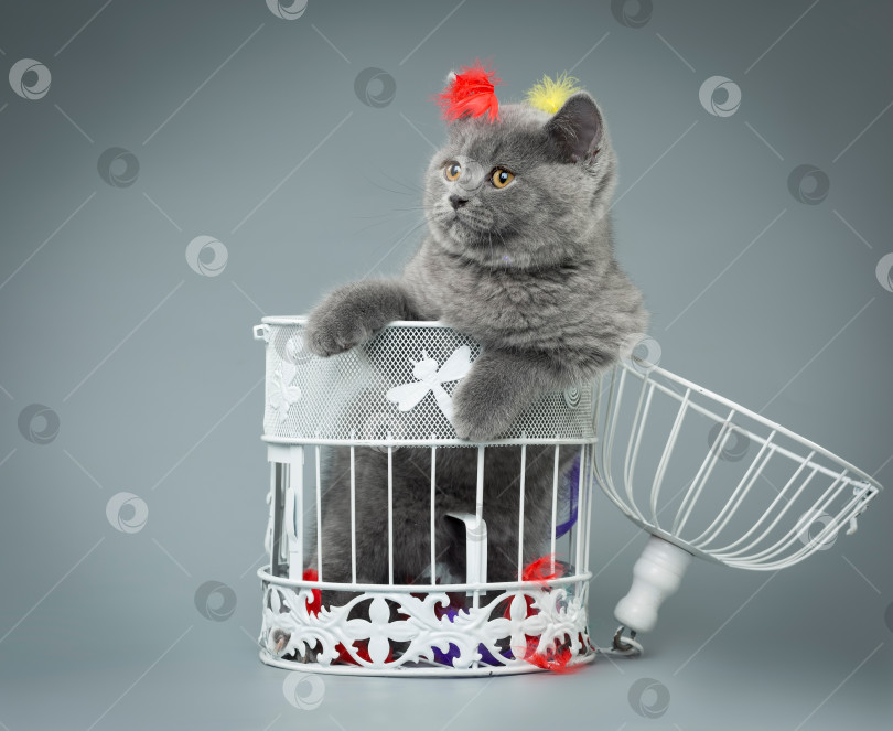 Скачать Серый котенок в птичьей клетке на сером фоне фотосток Ozero