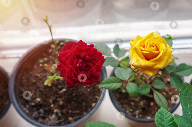 Скачать Цветущие комнатные розы красная и желтая фотосток Ozero