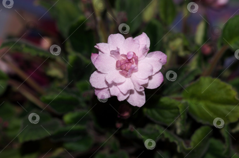 Скачать Сенполия. Раскрывающийся нежный розовый махровый цветок с блеском фиалки-трейлера Lituanika (Ф.К. Бутене) фотосток Ozero