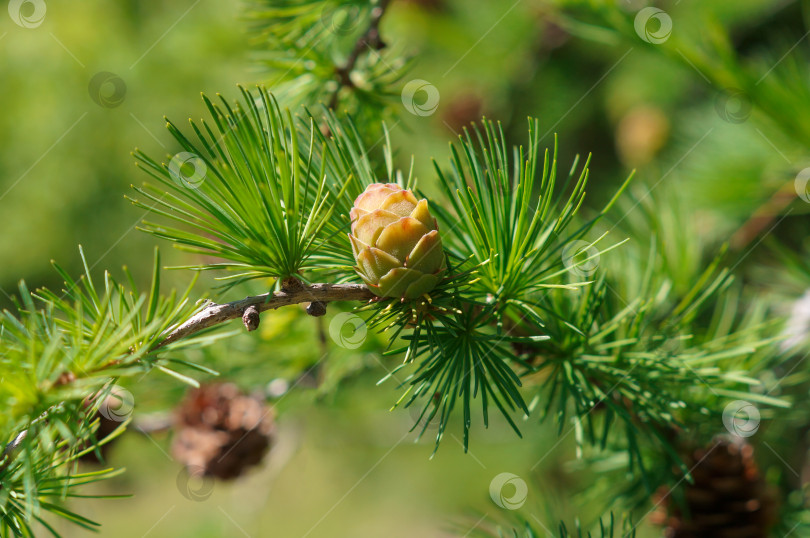 Скачать Молодая зеленая шишка на пушистой веточке лиственницы фотосток Ozero