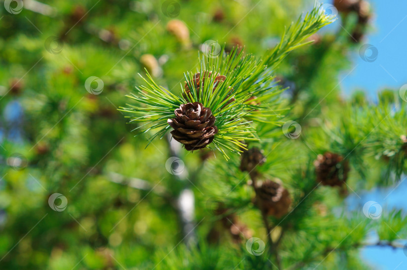 Скачать Зрелая шишка на пушистой веточке лиственницы фотосток Ozero