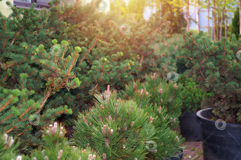 Скачать Саженцы хвойных растений, сосен и елей на фоне других деревьев для ландшафтного дизайна фотосток Ozero