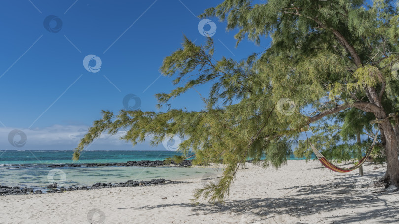 Скачать Красивое дерево Casuarina cunninghamiana склонилось над песчаным пляжем. фотосток Ozero