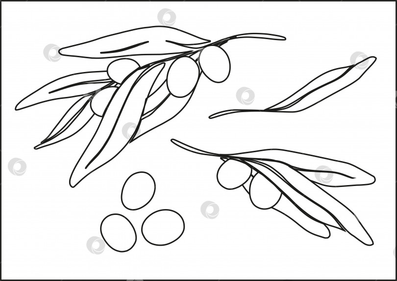 Скачать Веточки маслин со спелыми маслинами. Черно-белая иллюстрация. Ботанический рисунок в линейном стиле. Отдельные элементы на белом фоне. фотосток Ozero