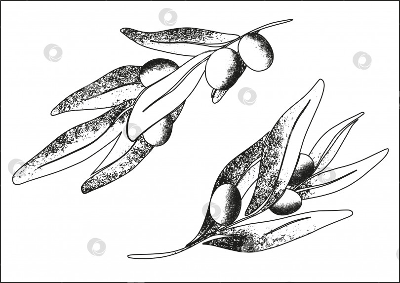 Скачать Веточки маслин со спелыми маслинами. Черно-белая иллюстрация с текстурой. Ботанический рисунок в линейном стиле. Отдельные элементы на белом фоне. фотосток Ozero