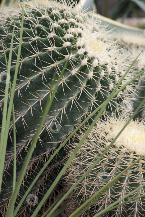 Скачать Натуральный эхинокактус (cactus cactus) в ботаническом саду для фона фотосток Ozero