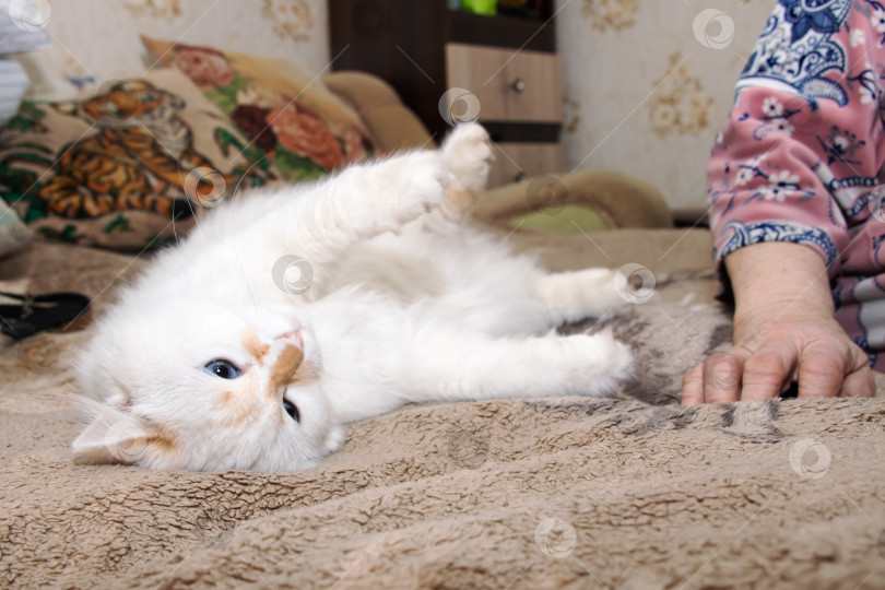 Скачать Белая кошка лежит на спине на кровати, а женщина играет с ней. фотосток Ozero