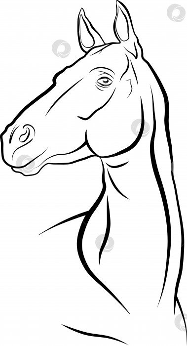 Скачать Векторное изображение лошадиной головы, изящный портрет лошади с черными очертаниями фотосток Ozero