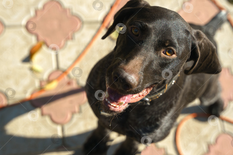Скачать Открывается портрет собаки породы Дратхаар, вид сверху фотосток Ozero