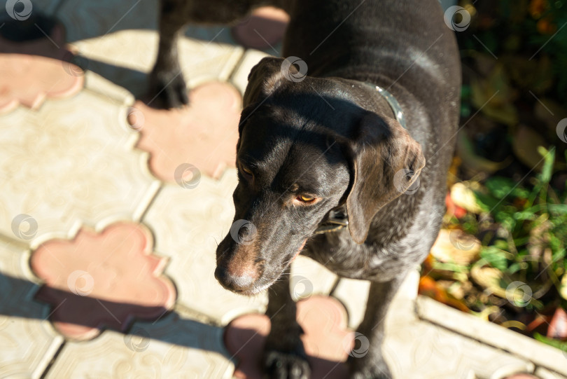 Скачать Открывается портрет собаки породы Дратхаар, вид сверху фотосток Ozero