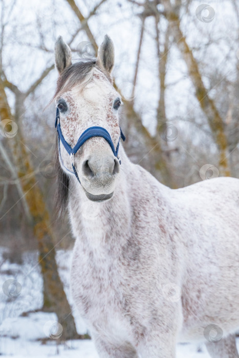 Скачать Зимний портрет арабской чистокровной лошади фотосток Ozero