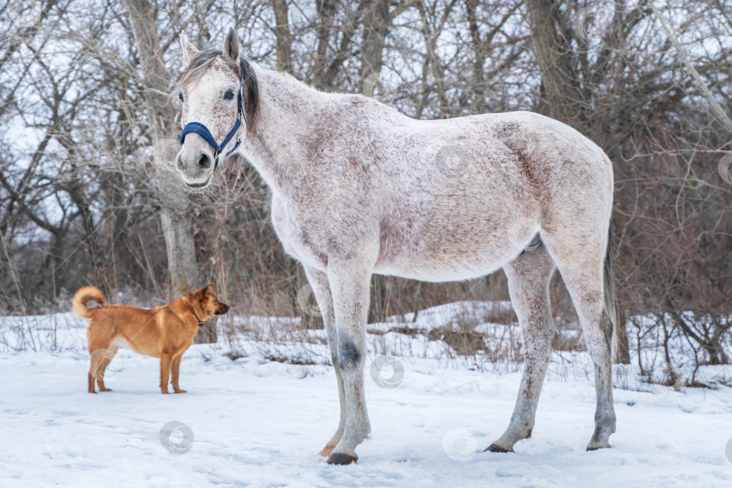 Скачать Внешняя фотография серой арабской лошади на фоне зимнего пейзажа фотосток Ozero