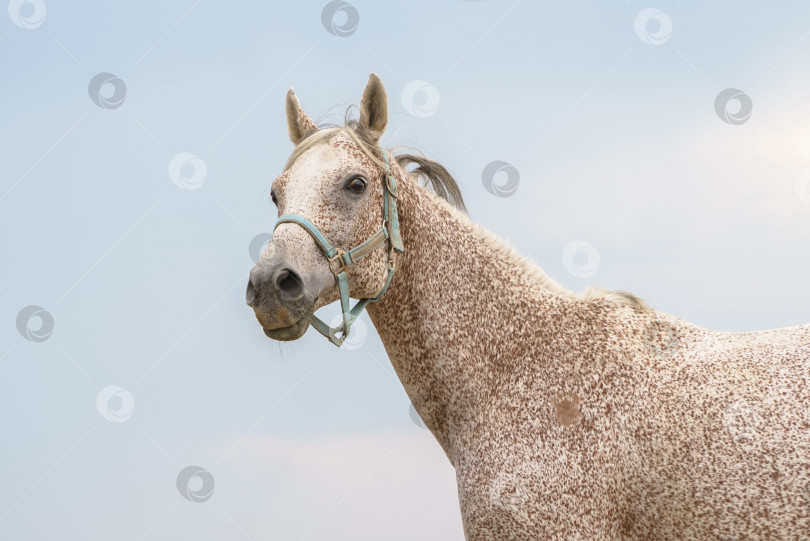 Скачать Портрет укушенной блохой серой арабской чистокровной лошади фотосток Ozero