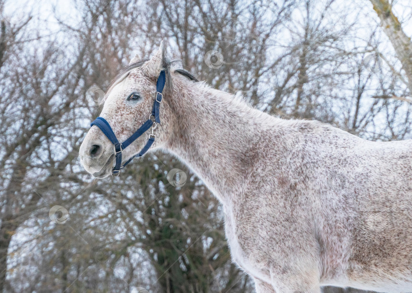 Скачать Зимний портрет арабской чистокровной лошади фотосток Ozero