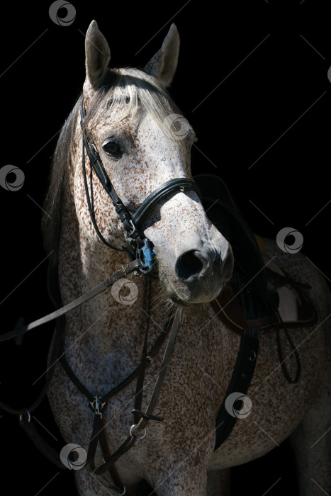 Скачать Портрет серой лошади в снаряжении для верховой езды на черном фоне фотосток Ozero
