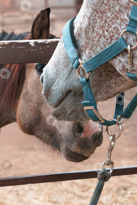 Скачать Фотография крупным планом двух лошадей, обнюхивающих друг друга фотосток Ozero