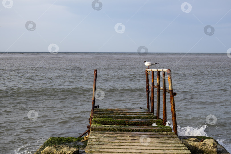 Скачать Чайка сидит на старом пирсе на набережной Адлера фотосток Ozero