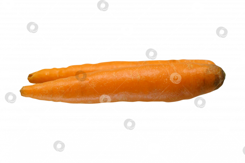 Скачать Две красивые вымытые моркови на прозрачном фоне, изолированное фото фотосток Ozero