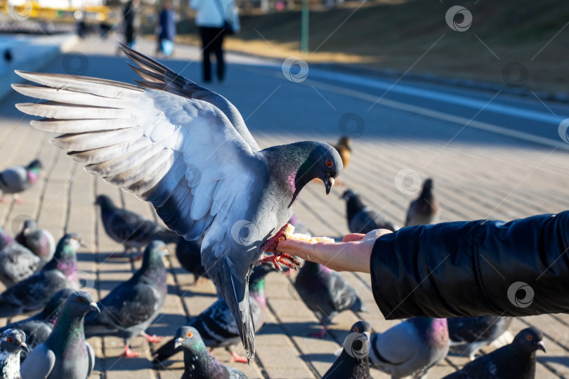 Скачать Человек кормит голубя небольшим кусочком мяса фотосток Ozero
