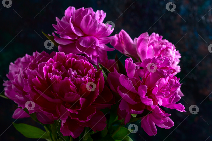 Скачать Розовые цветы пиона на темном фоне. фотосток Ozero