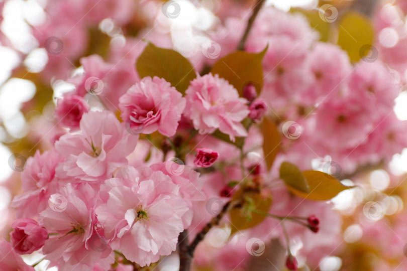 Скачать Цветущая сакура в японском саду фотосток Ozero