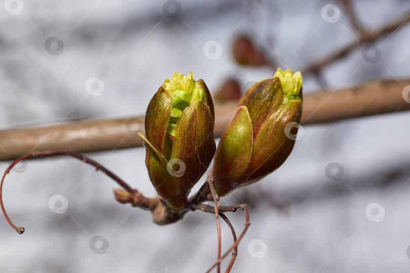 Скачать Распускаются цветочные почки остролистного клена (лат. Acer platanoides). фотосток Ozero