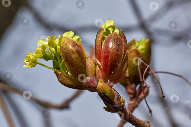 Скачать Распускаются цветочные почки остролистного клена (лат. Acer platanoides). фотосток Ozero